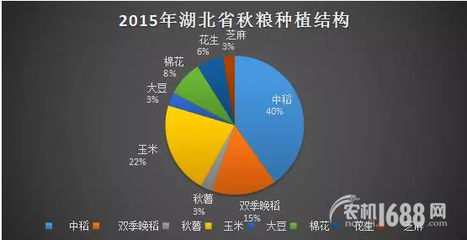 夏糧豐收后，秋糧種植新選擇 薯類作物的市場機遇與銷售策略
